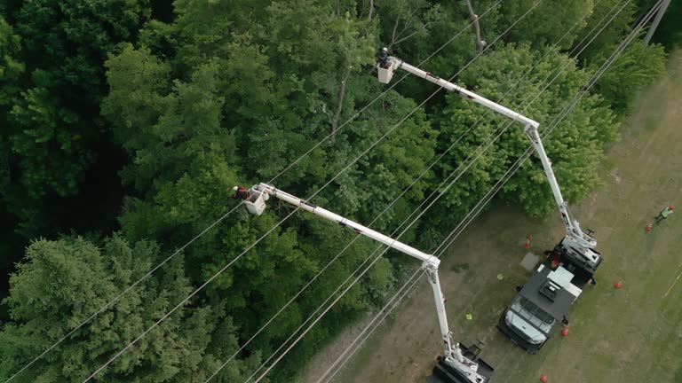 How Our Tree Care Process Works  in  Houston, MO